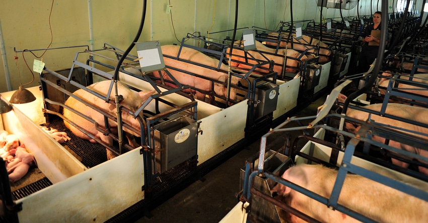 Sows in a farrowing house Sows in a farrowing house