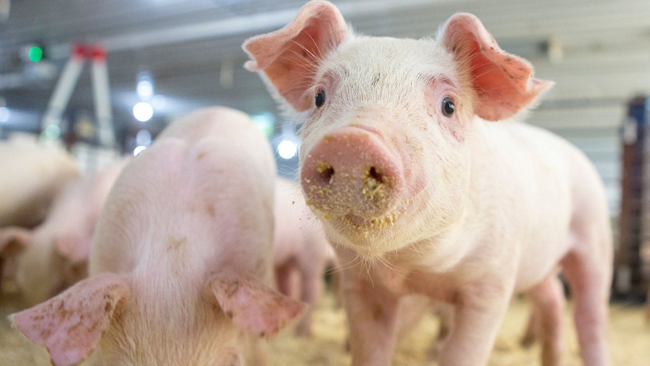Increasing trypsin inhibitor in pig nursery diets