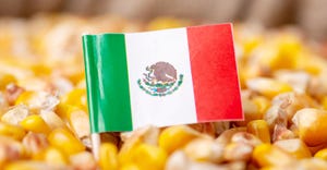 Mexico flag in corn