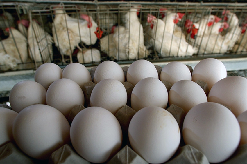 Bans on poultry imports bear watching by U.S. livestock producers