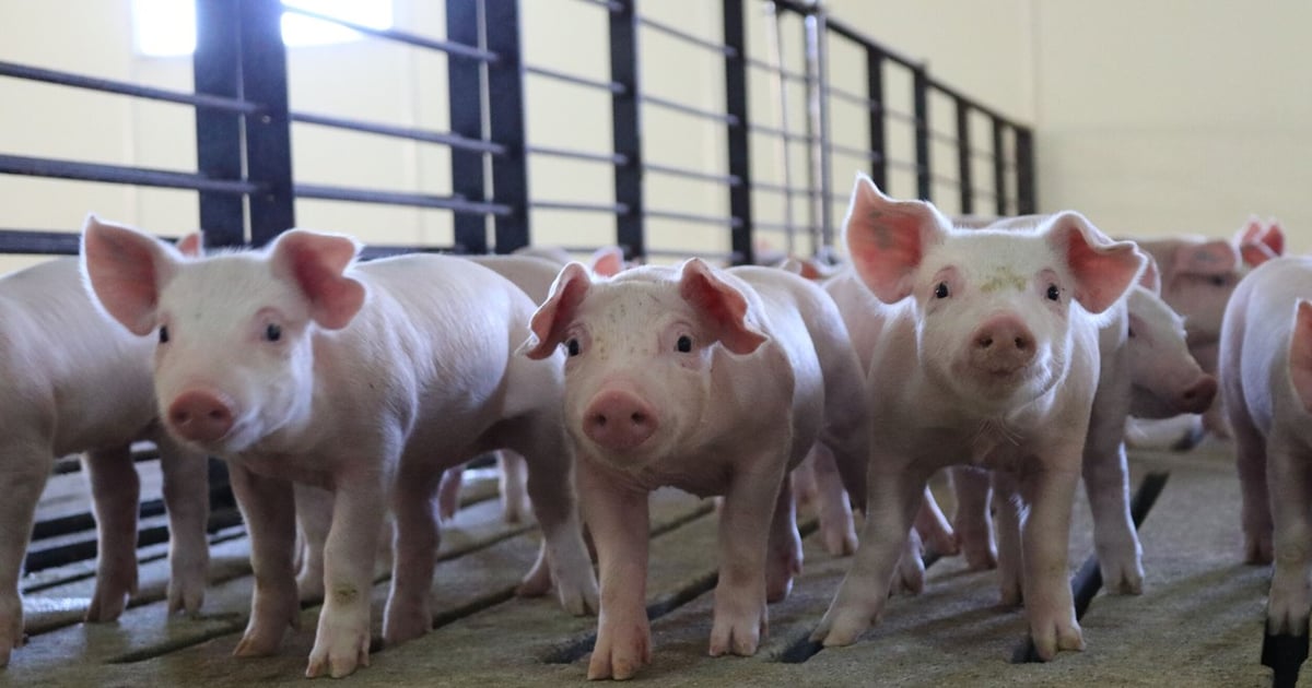 Shic Numbers SHIC-funded project expands swine disease surveillance network