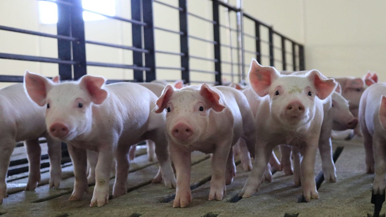 Latest Lean Hogs Prices | National Hog Farmer