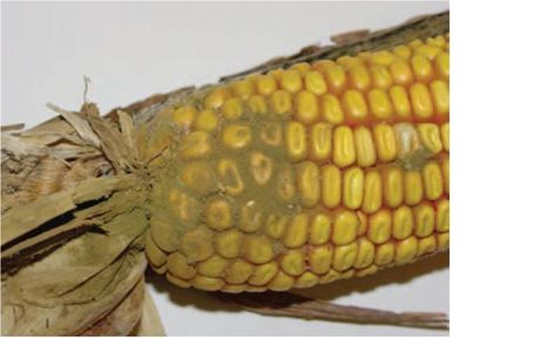 Hot, Dry Conditions Can Produce Ear Rot in Corn