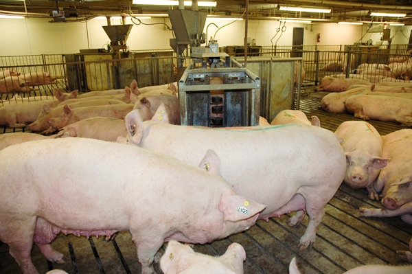Social rank and feed intake important for pregnant sows in group housing