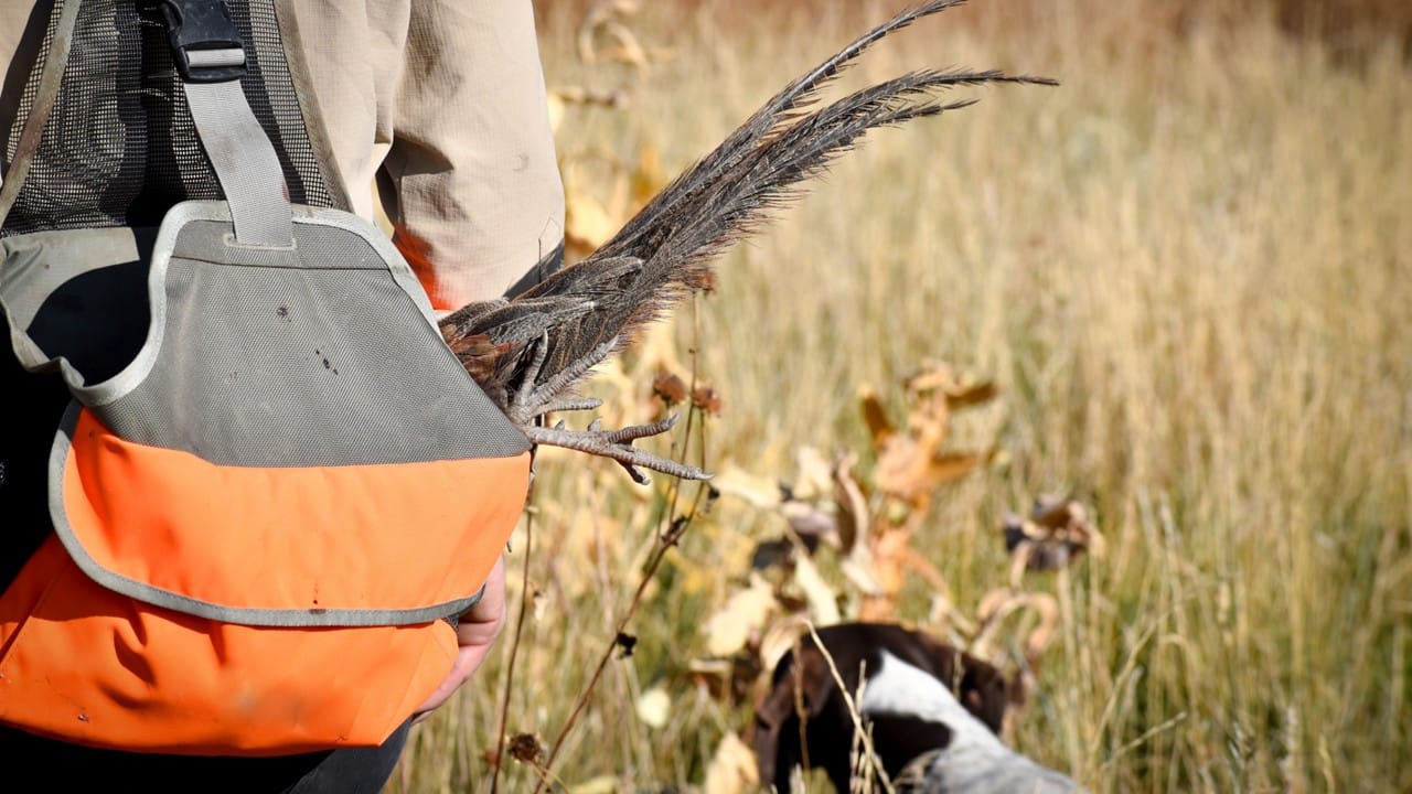 Infested Pig First New World screwworm detection in wildlife