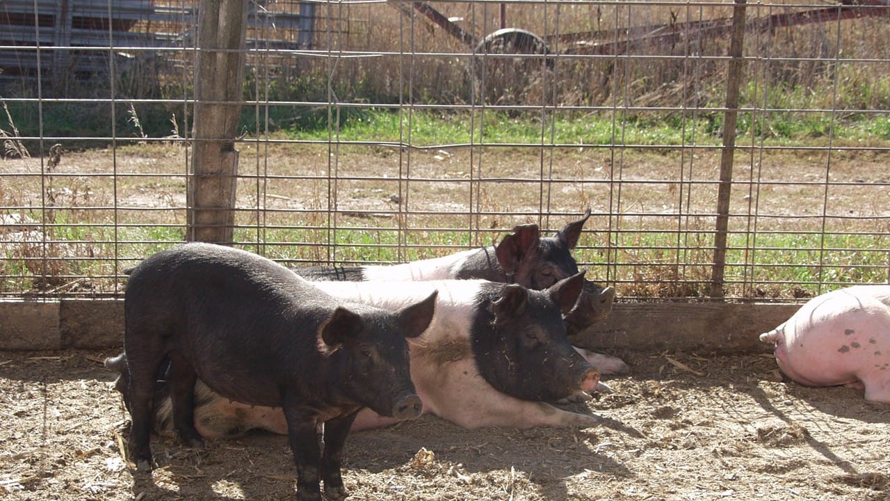 UMN-CAHFS survey sheds light on small-scale swine farms