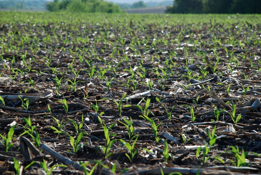 Early Planting Doesn’t Ensure Higher Corn Yield Prospects