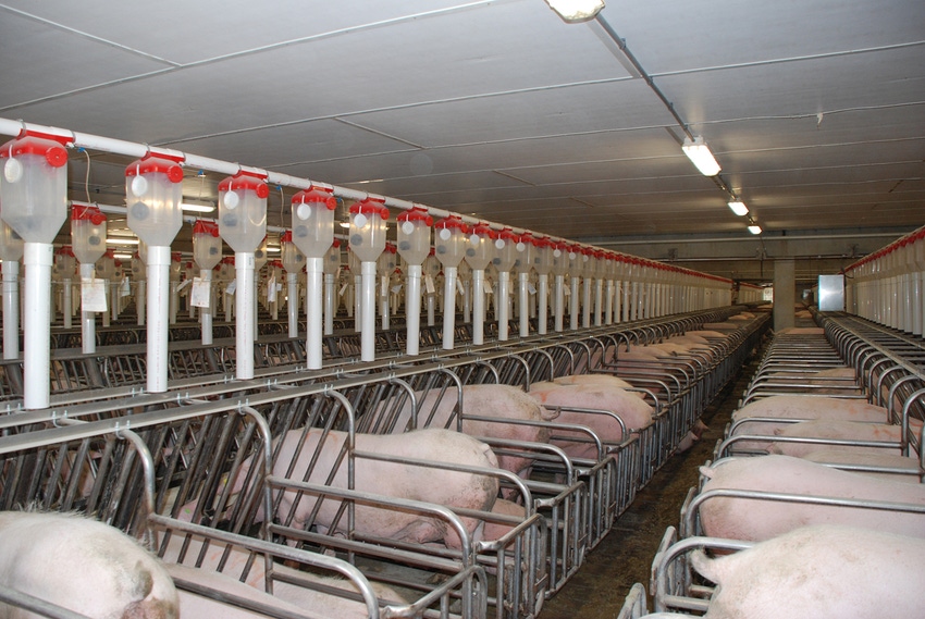 Influencing the gut motility of gestating sows