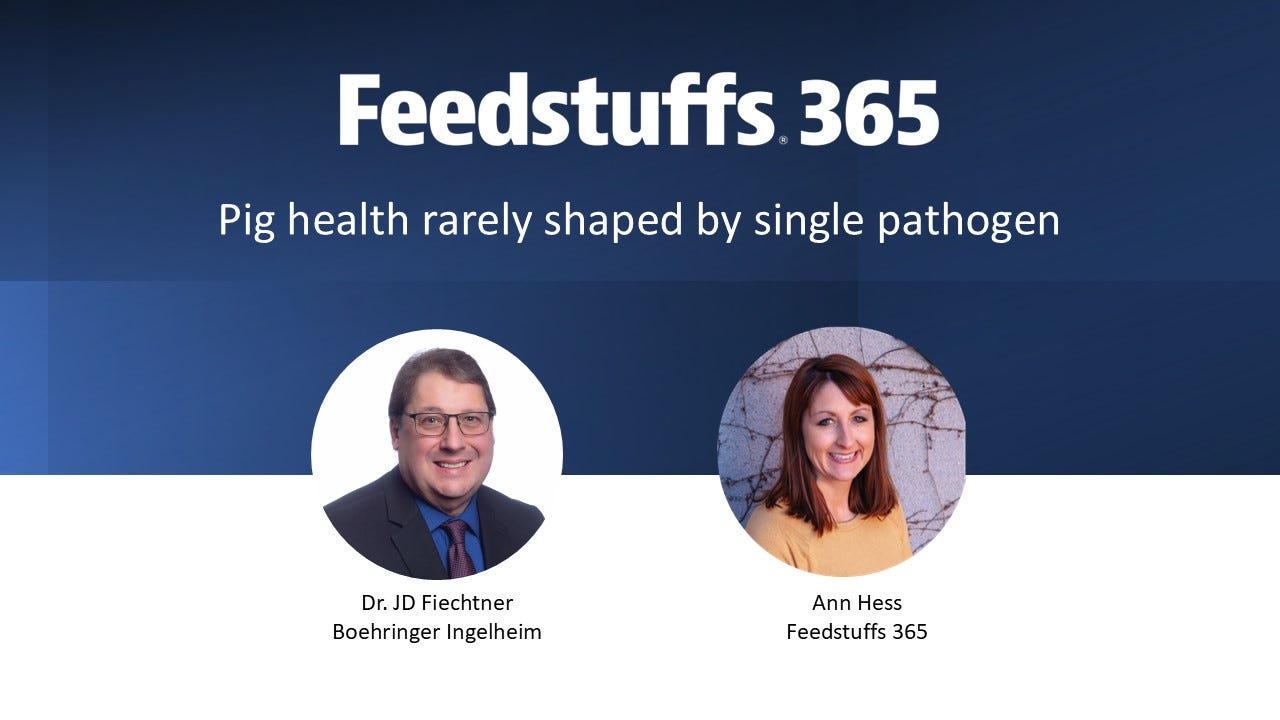 Pig health rarely shaped by single pathogen