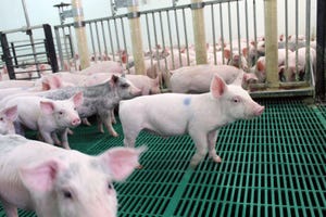 Understand impact of lipid quality and composition in nursery pig diets