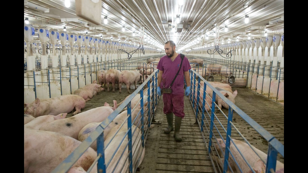 Grant aimed at foreign labor retention in swine industry