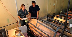 Two caregivers monitoring a sow and her litter during farrowing