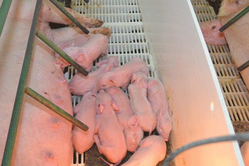 Selection for puberty alters piglet colostrum intake and survival