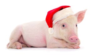 pig in a santa hat