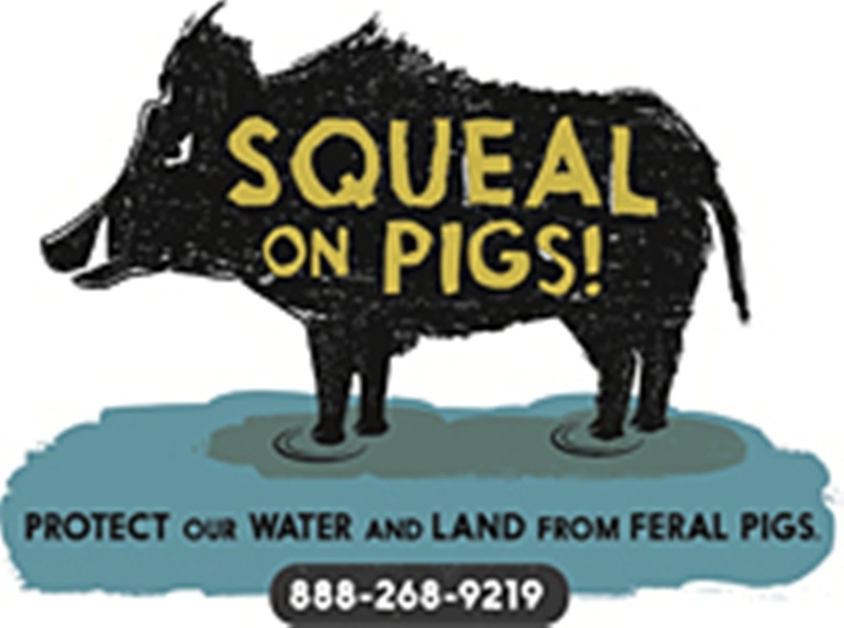 Pacific Northwest Launches Feral Swine Campaign