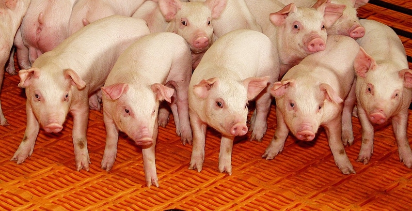 Formaldehyde treatments influence nursery pig performance