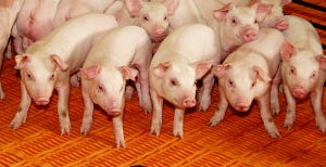 Nursery strategies to improve mortality and create more full-value pigs