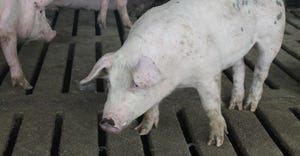 Pig on a South Dakota farm