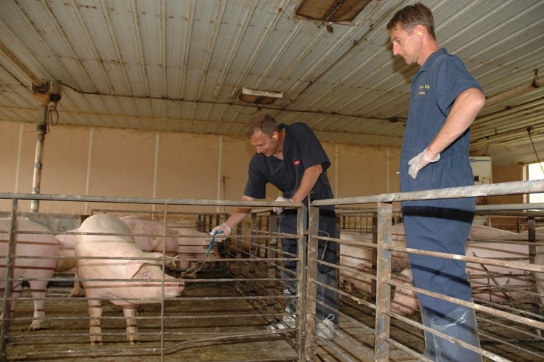 Study Focuses on Safety,  MRSA in Swine Veterinarians