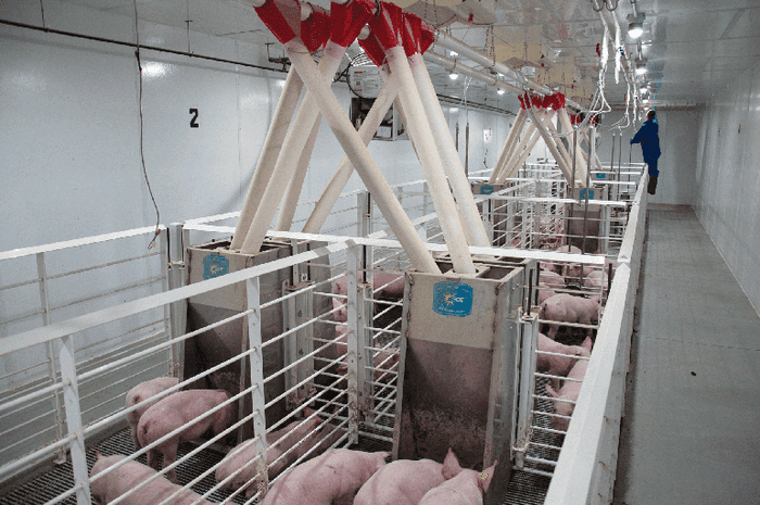 The National Pork Board-funded antibiotic resistance research project will follow the pigs all the way to harvest.