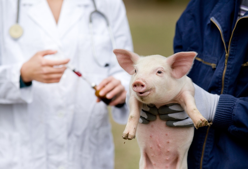 Veterinarian