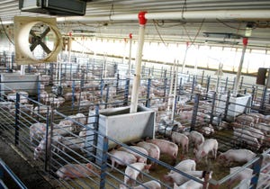 Disciplined expansion for U.S. hog industry