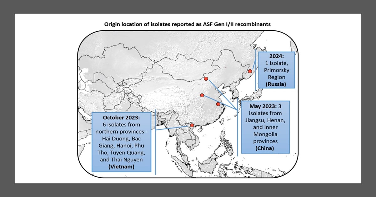 Report on African swine fever virus strain circulation highlights ...