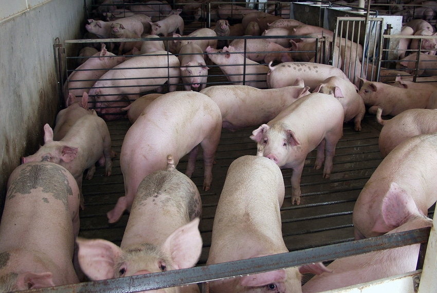 All need active role in sustaining open hog market