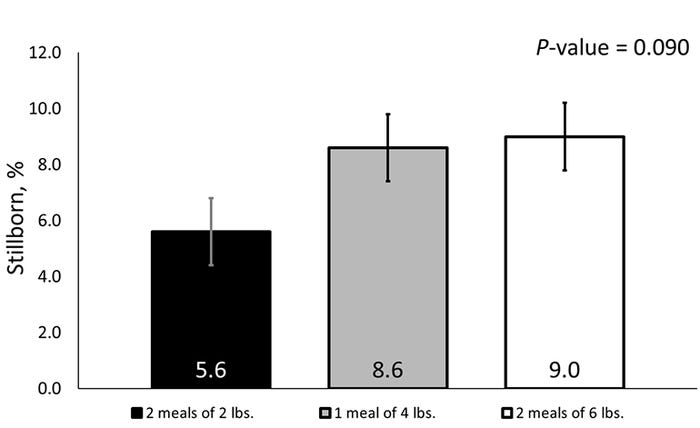 Figure 2: Impact of pre-farrow feeding amount and time on stillborn (percent).