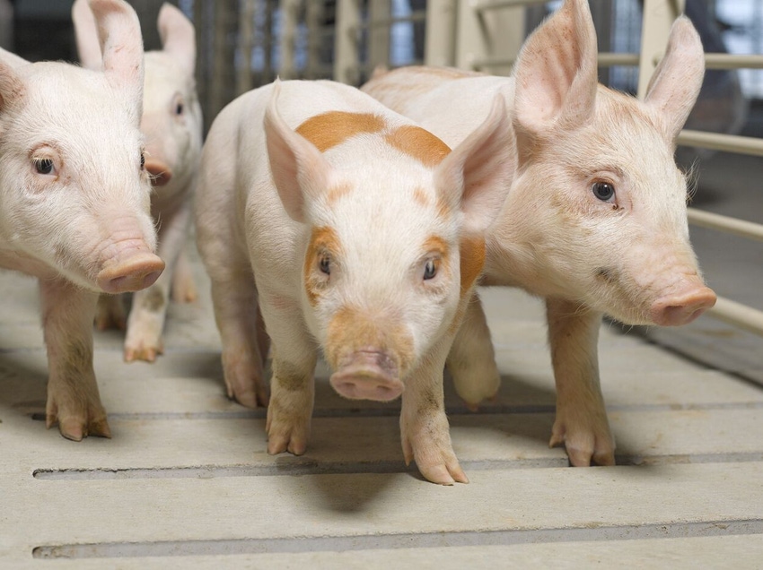 Piglets.jpg Piglets.jpg