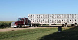 Semi with a hog trailer leaving a farm