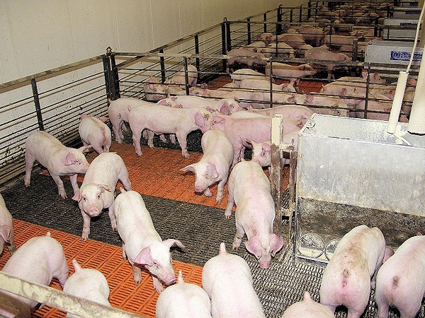 Note to Congress: Hog Farmers Facing Challenges
