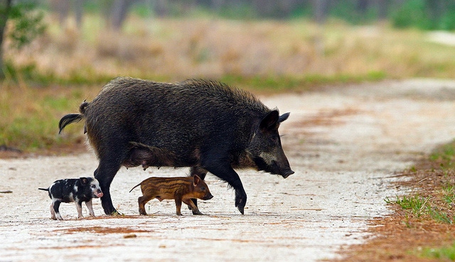 U.S. pork industry addresses feral swine disease management