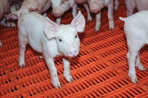 Blueprint: Genome-enabled selection improves pig production