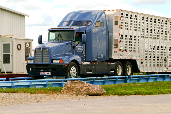 Using Less Bedding Can Benefit In-Transit Market Pigs