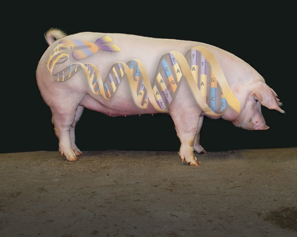 Research Consortium Decodes the Pig Genome