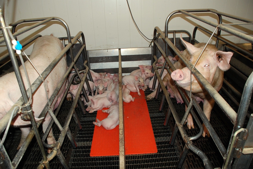 Here’s how you can decrease sow mortalities