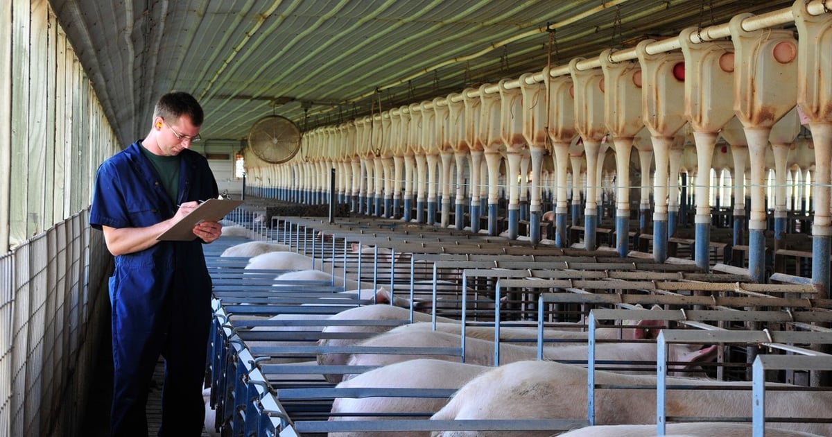 A call to arms to respond to USDA Hogs and Pigs report surveys