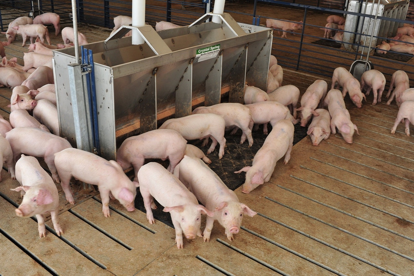 K-State soybean meal study reveals energy boost for swine