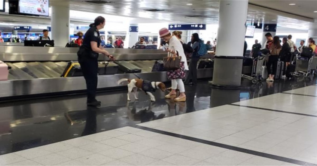 House passes Beagle Brigade Act