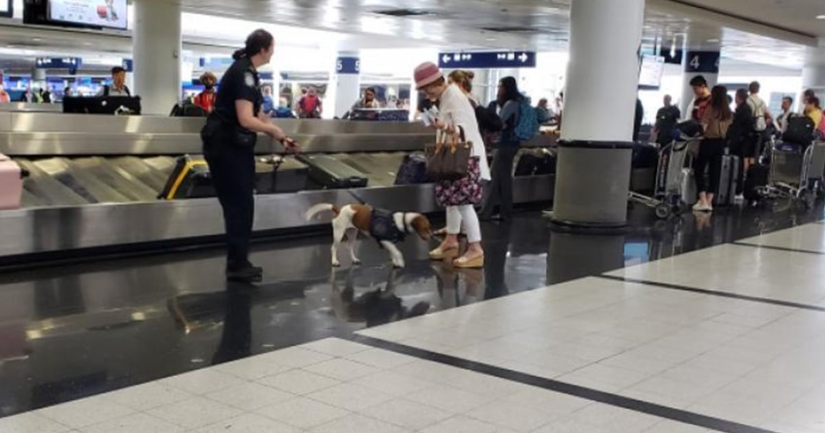 Beagle Stack House passes Beagle Brigade Act