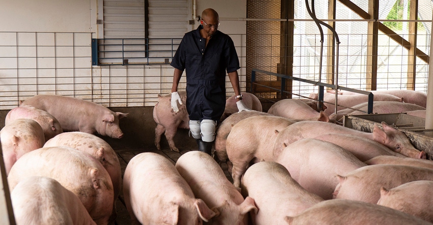Caretaker checking on finishing pigs Caretaker checking on finishing pigs