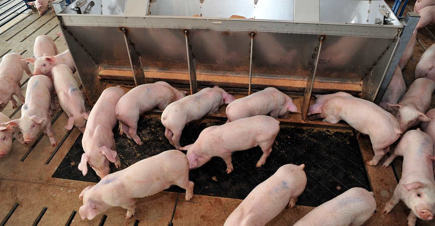 Weaned pigs eating at a feeder