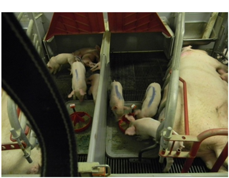 Lighter pigs take advantage of creep feed