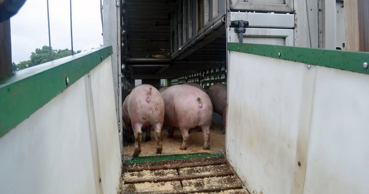 Loading Hogs Diagram September Hogs and Pigs Report expectations