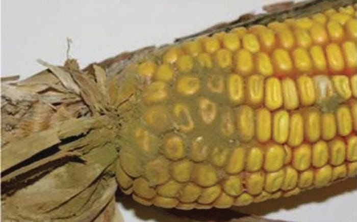 Not only does mold look bad on corn, but it can also carry mycotoxins that can be harmful to the swine herd. It is important that producers get the corn that they will be feeding to their herd tested to see what mycotoxins may be present, and at what leve