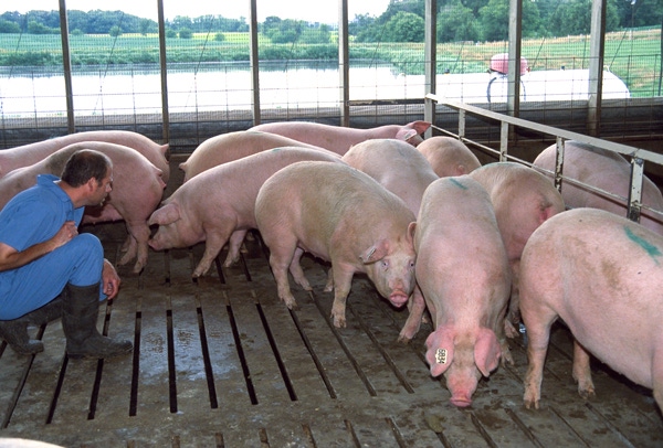 Anesthesia Treatment Studied in Sows
