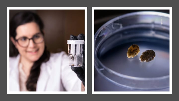 Meriam Saleh studies Ornithodoros turicata ticks TAMU