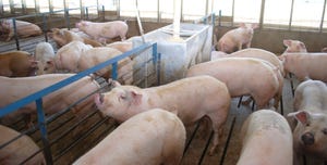 finishing pigs inside production facility