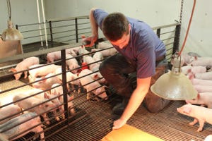 Pig Farmer Checking Heat Lamp.jpg